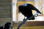 museum dhistoire naturelle blois 8-2025 2332